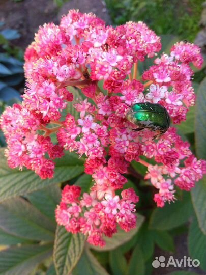 Роджерсия дарк покерс