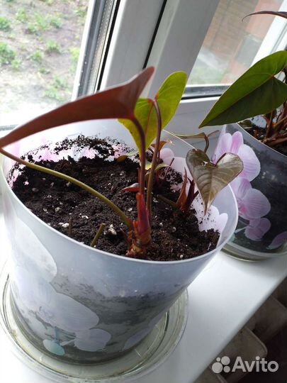 Антуриум Спатифиллум Цикламен