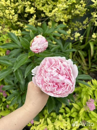 Корни пиона