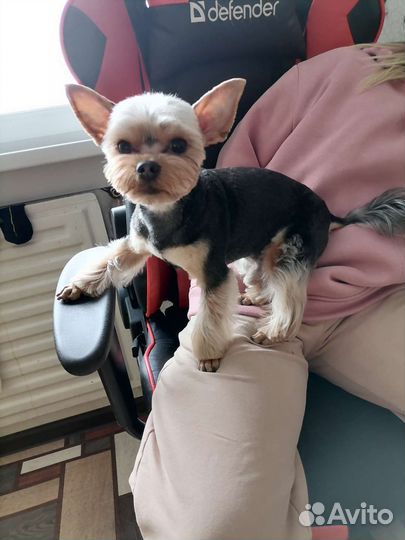 Ищем невесту