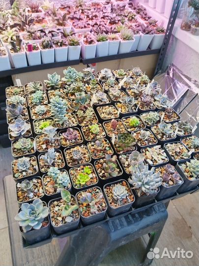 Суккуленты