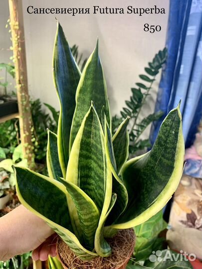 Сансивиерия, дисхидия, церопегия, красула