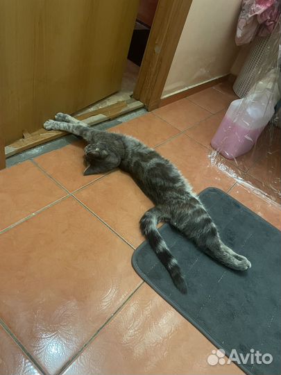 Отдам в добрые руки