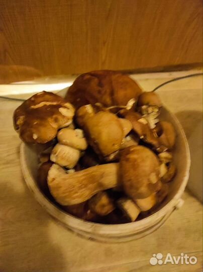 Грибы белые