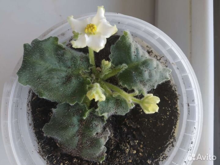 Фиалка белая