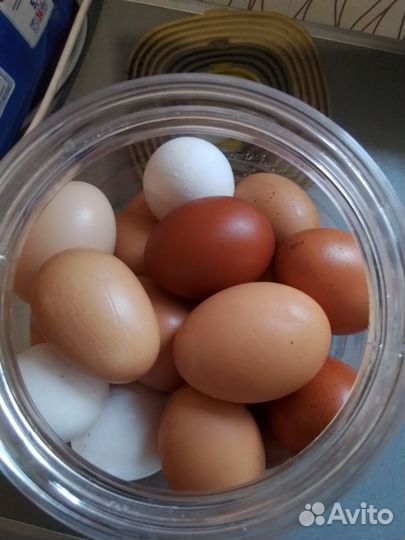 Домашние куриные яйца