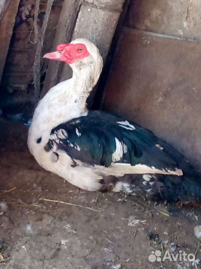 Утки селезени