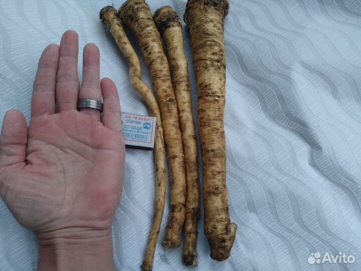 Корни хрена свежие,крупные