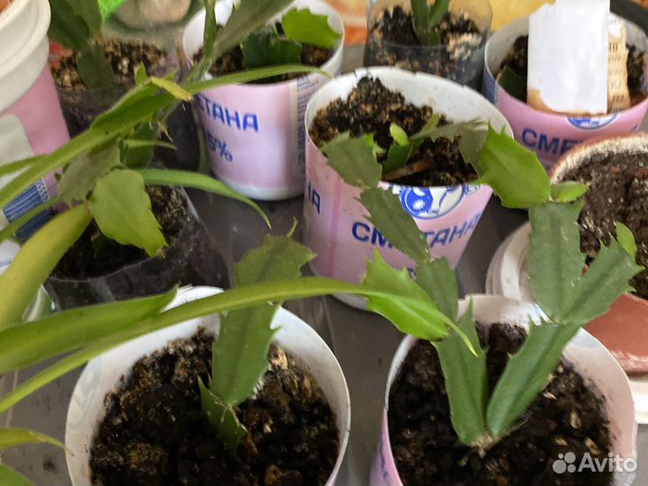 Декабристы