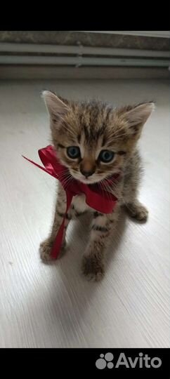 Кошки бесплатно