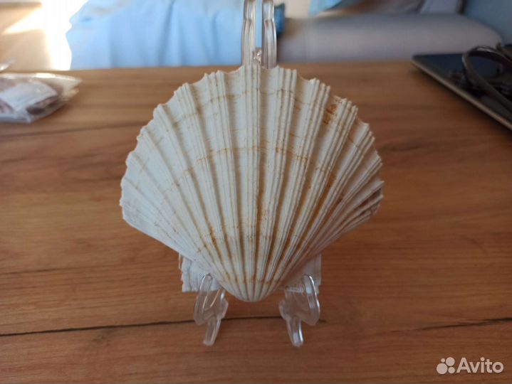 Морская раковина