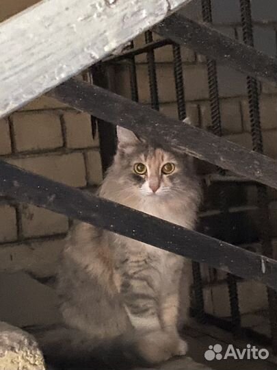 Кошки в добрые руки