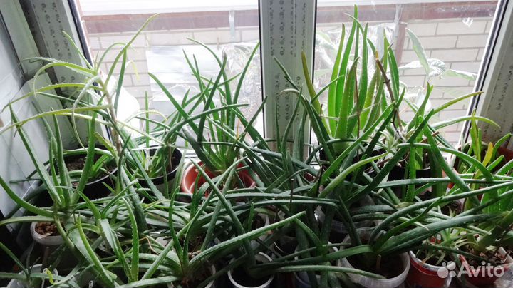 Алоэ Вера 2 года лекарственное