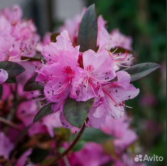 Рододендроны разные виды, семена