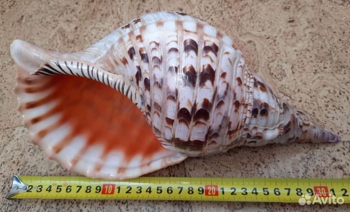 Ракушки Раковины морские крупные