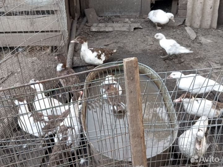 Утята шипуны 2 месяца