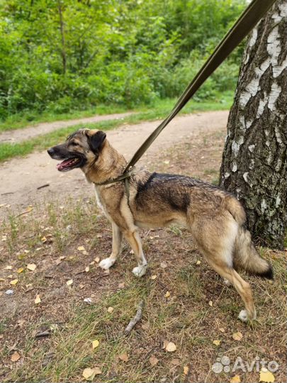 Мира - собака из приюта в добрые руки