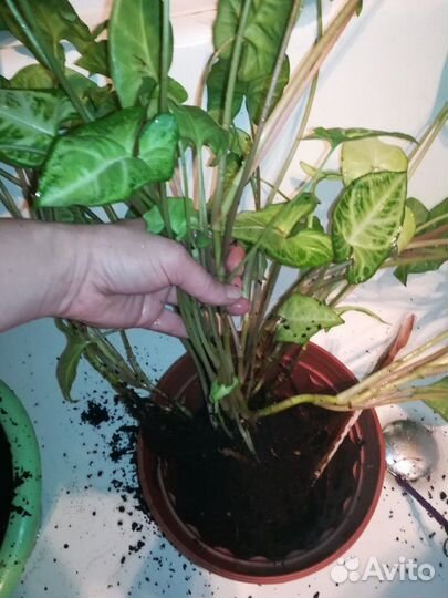 Сингониум Батерфляй