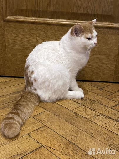 Котик молодой