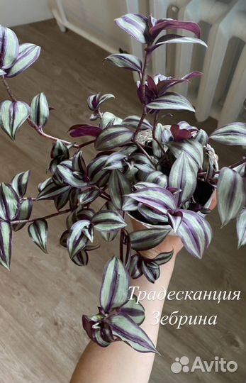 Традесканция зебрина, комнатные цветы