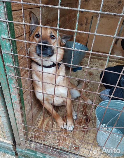 Молодой ласковый Боня из приюта ищет семью