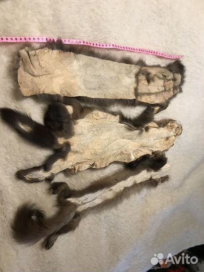 Соболь шкурки