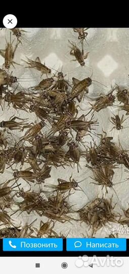 Сверчки,мучник(живые)
