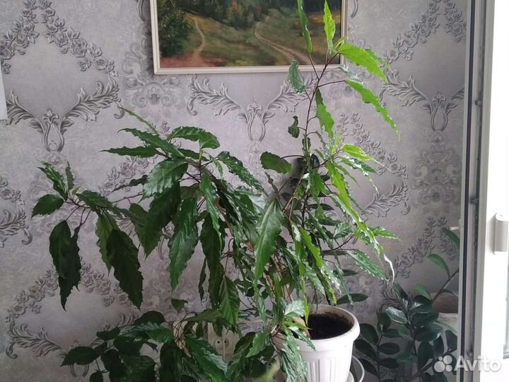 Роза китайская