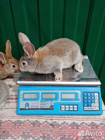 Кролики породы фландр