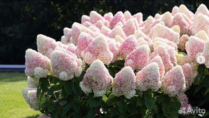 Гортензия метельчатая Саммер Лав