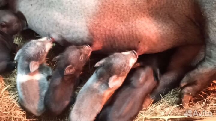 Вьетнамские вислобрюхие поросята