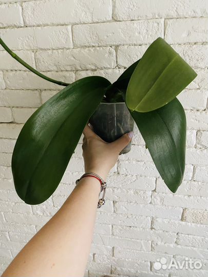 Орхидея фаленопсис