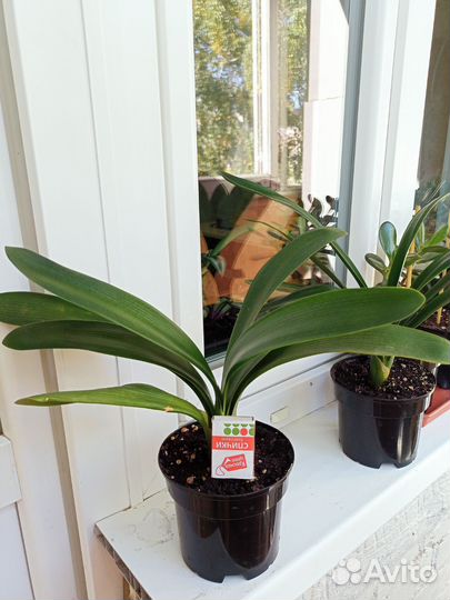 Комнатные цветы кливия