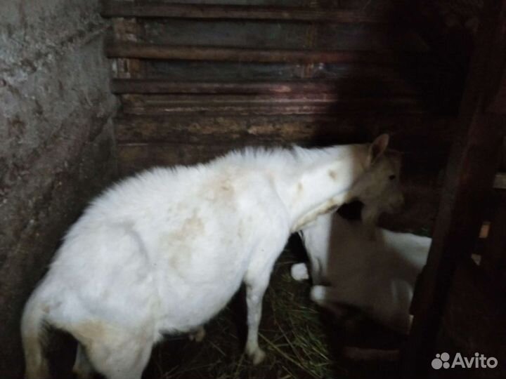 Коза дойная