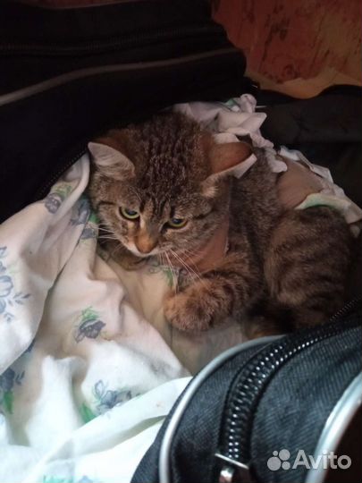 Кошки в добрые руки