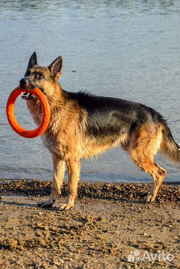 Вязка собак