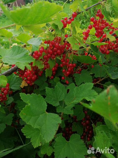 Красная смородина ягоды