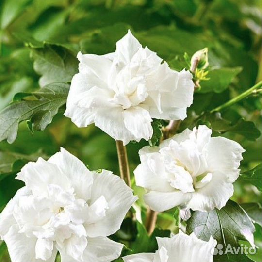 Гибискус Адмирал Девей (1 саж.; 15-20 см)