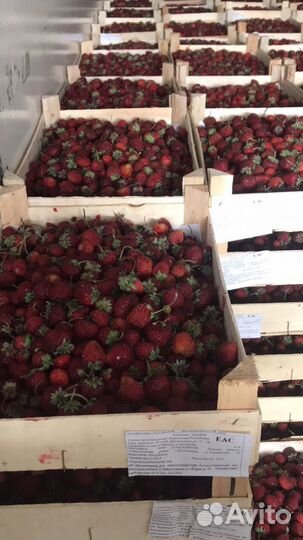 Клубника, малина, клюква, брусника