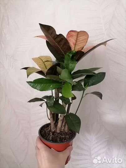 Кодиеум кротон Миссис Айстон