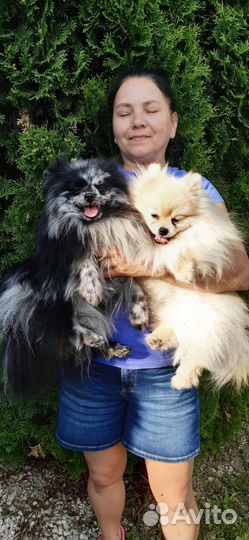 Шпицы. Доставка