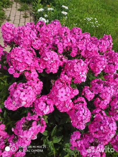 Флоксы сортовые, тысячелистник махровый