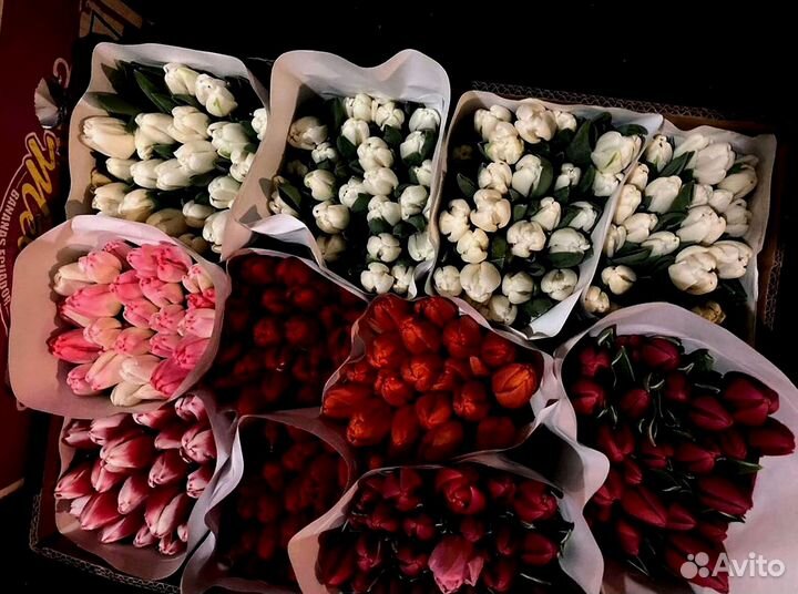 Тюльпаны мелкий, крупный опт от 500 шт