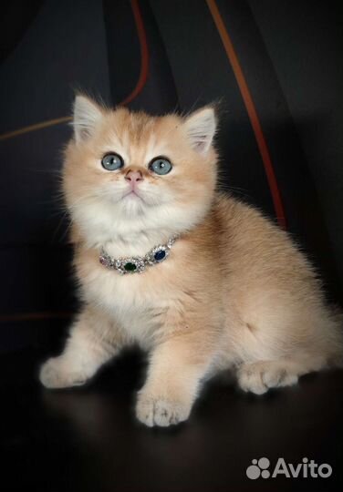 Драгоценные окрасы