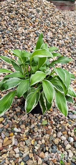 Хоста гортензия