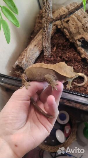 Реснитчатые бананоеды