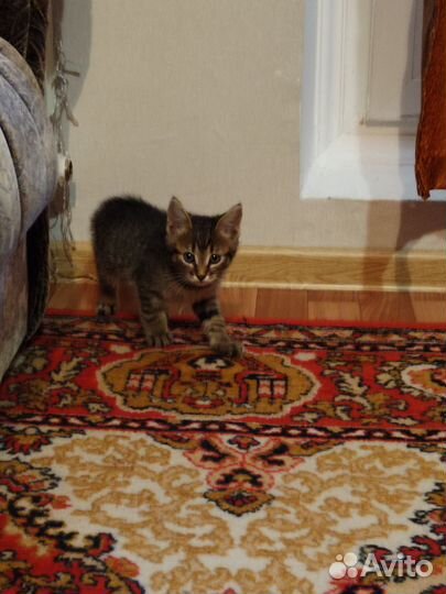 Котята ищут дом