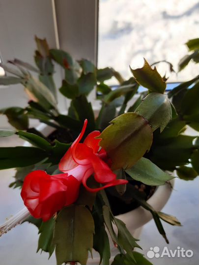 Декабристы Цветущие