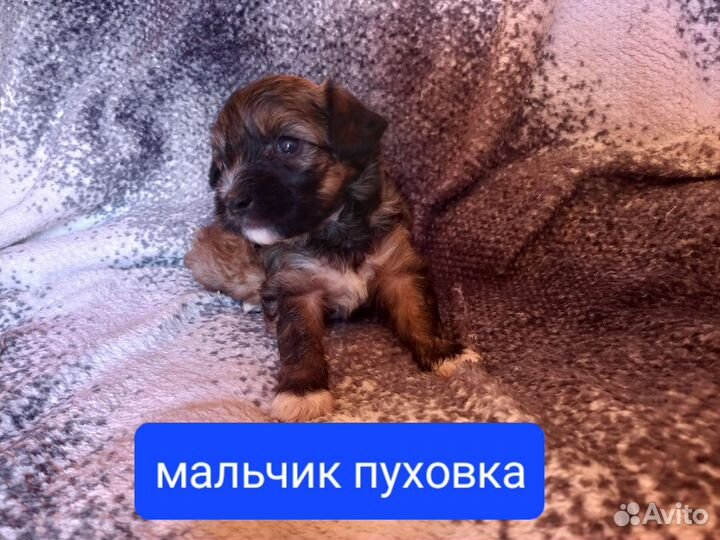 Китайская хохлатая