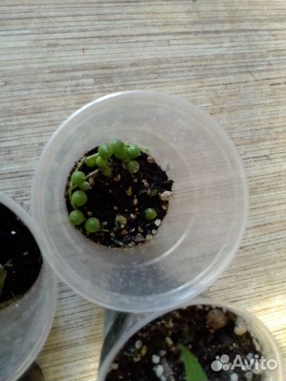 Адиантум, криптантус, Альбука и др